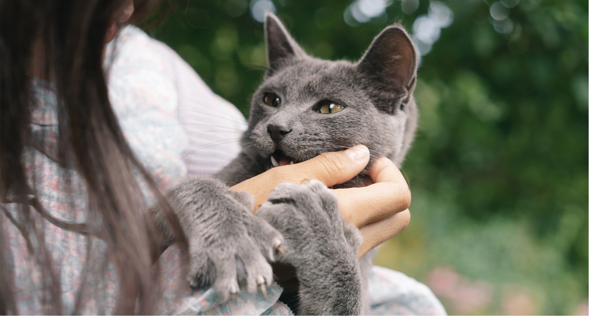 My Cat