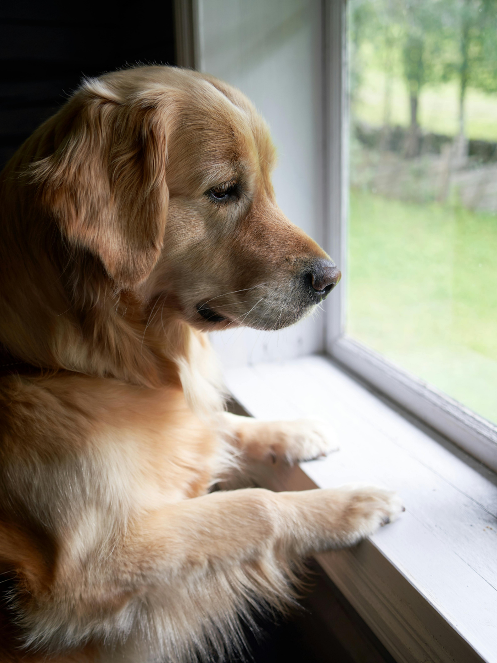 A golden retriever looking out a window, waiting